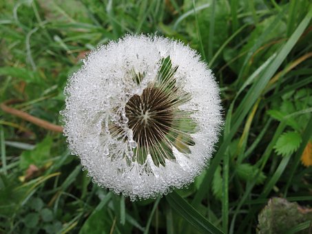 Diente De León, Flor, Naturaleza, Hierba