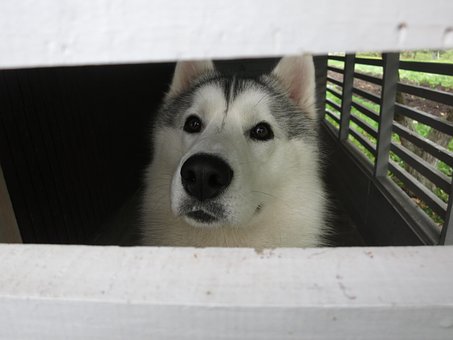 Fornido, Perro, Bozal, Vista, Animales