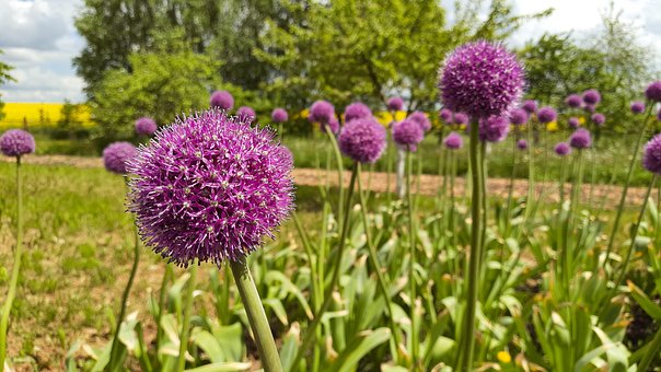 Flor, Cebolla, Ajo, Prado, Naturaleza