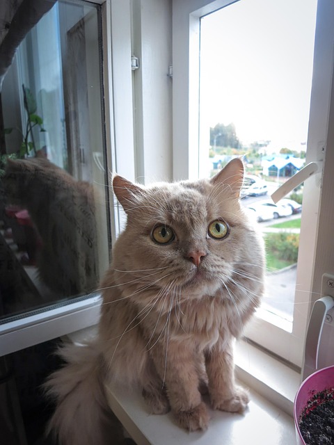 Gato, Antepecho, Gatos, Vista, Ojos