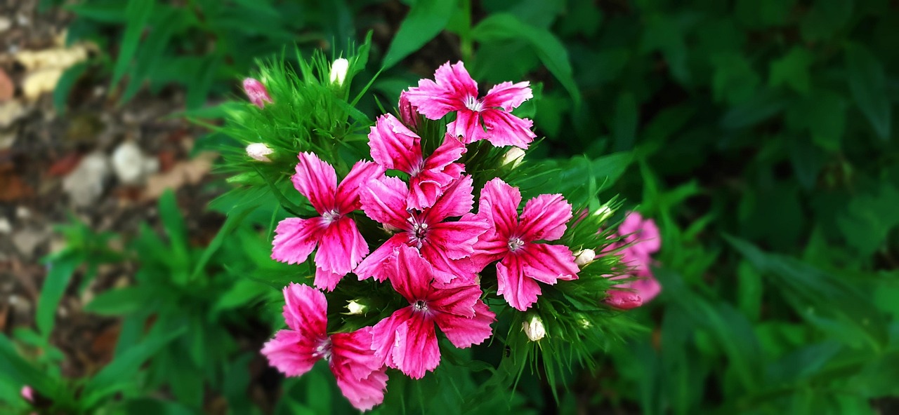 Sweet William Flowers Plant Pink - Free photo on Pixabay - Pixabay