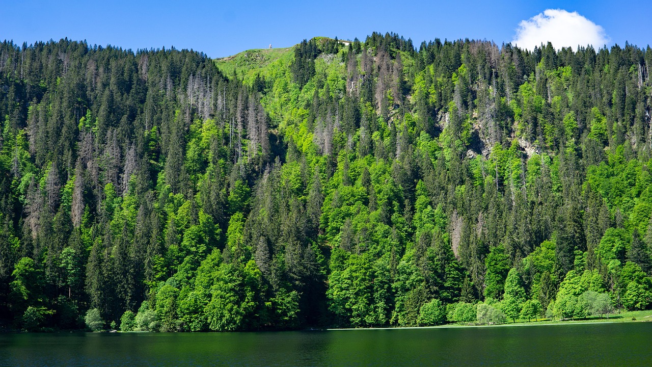 Lake Forest Hill Free photo on Pixabay Pixabay