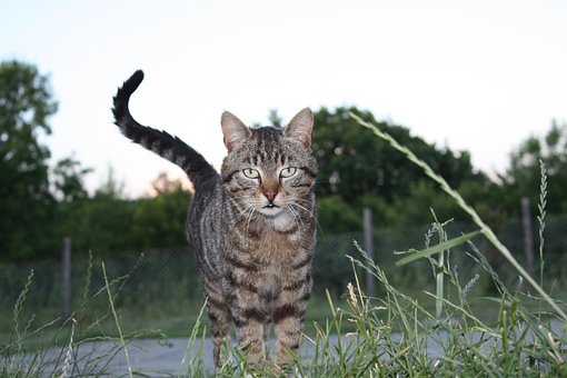 Free Cat Kitty photo and picture