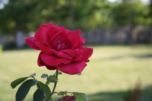 Free Rose Flower photo and picture