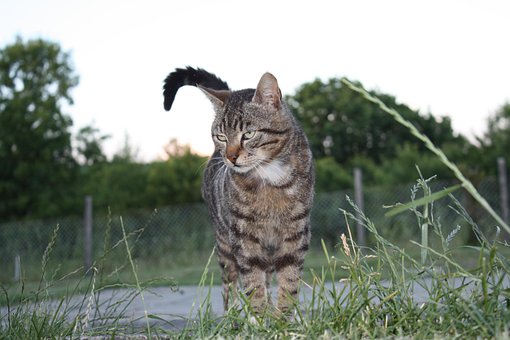 Free Cat Kitty photo and picture