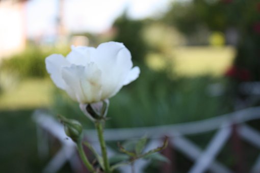 Free Rose White photo and picture