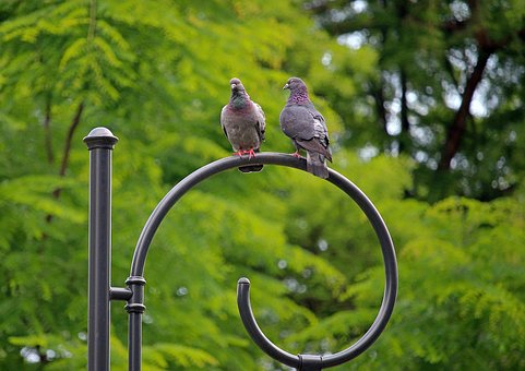 Free Pigeons Pair photo and picture