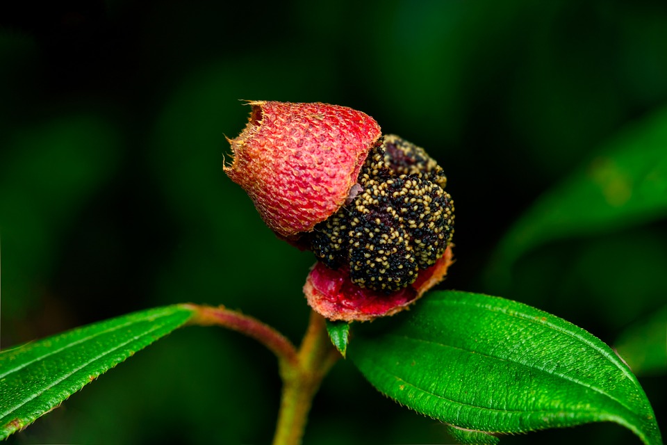 花 种子 植物 - Pixabay上的免费照片 - Pixabay