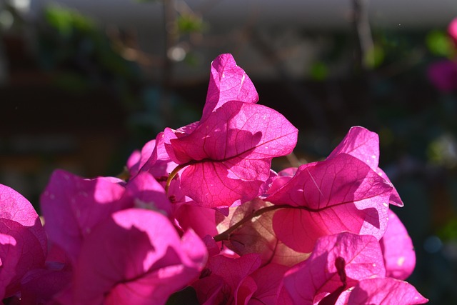 Free Flower Nature photo and picture