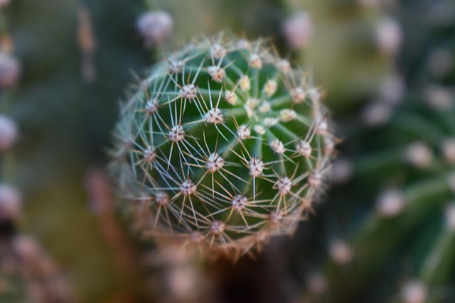 Free Cactus Green photo and picture