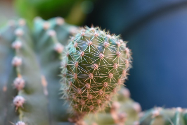 Free Cactus Green photo and picture