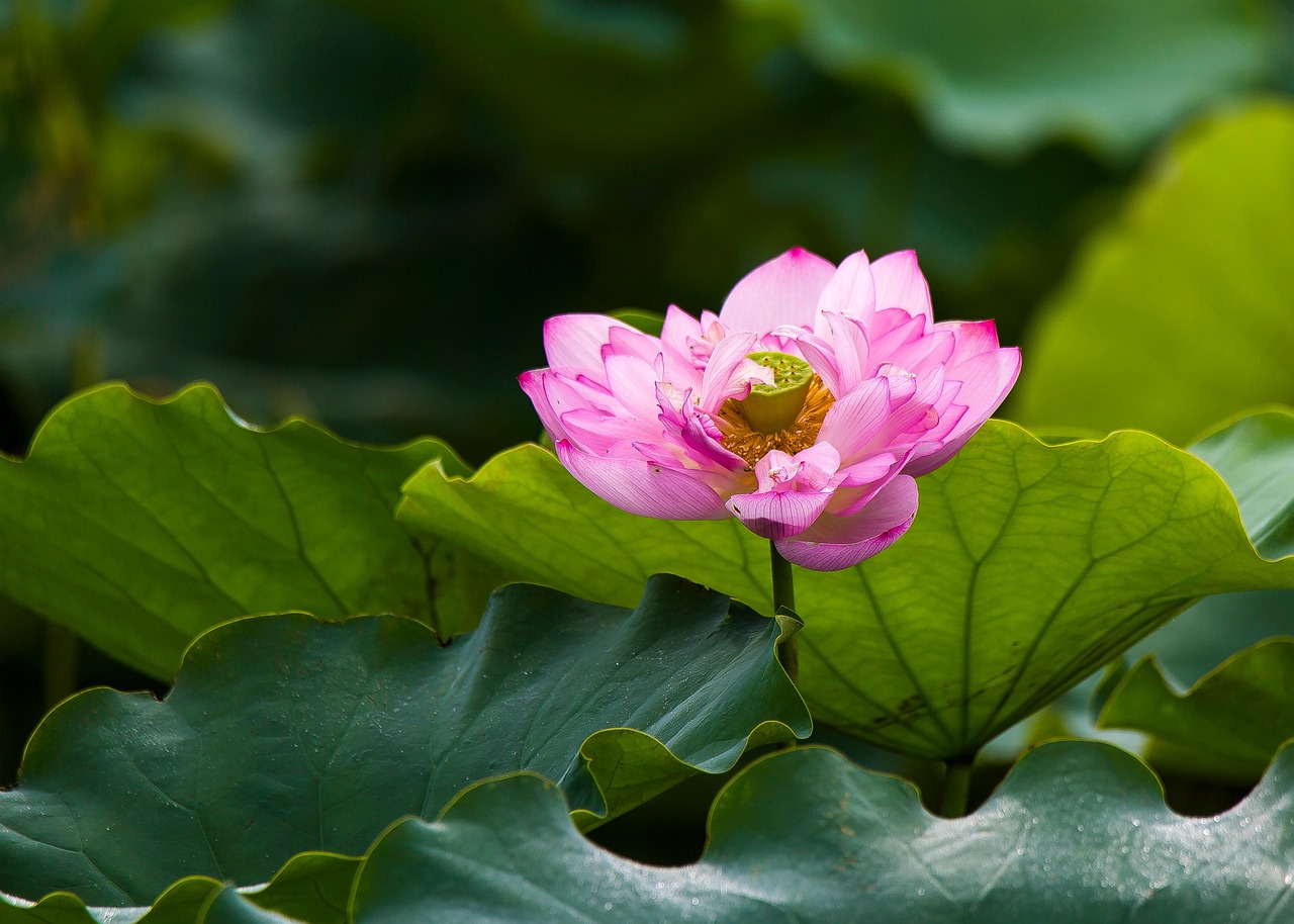 Lotus Flower May Season Free photo on Pixabay Pixabay