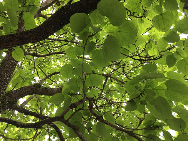 Free Green Leaves photo and picture