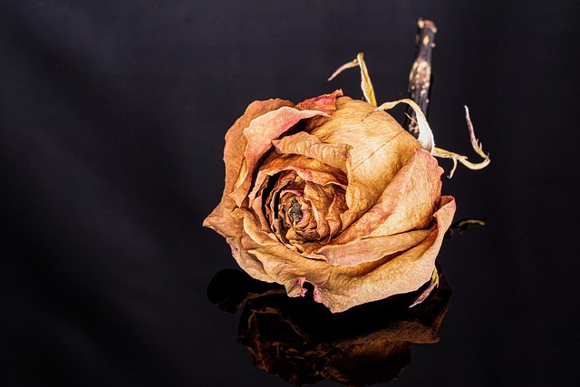 Rose, Blume, Getrocknete Blume