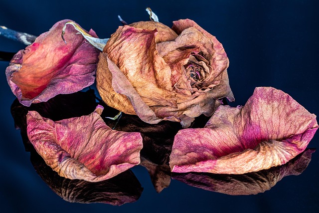Rose, Blume, Getrocknete Blume