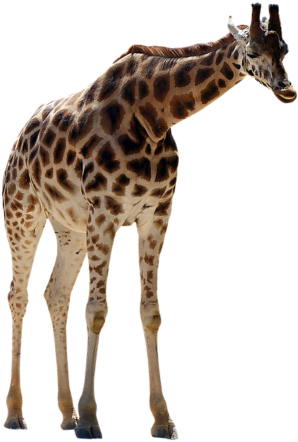 Free giraffe artiodactyl large mammal illustration