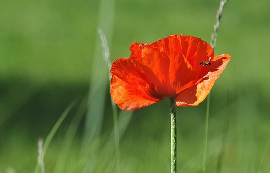 Mohn, Blume, Biene, Schöne Blumen