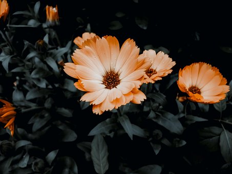 Marigold, Calendula, Flowers, Florescer