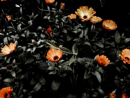 Marigold, Calendula, Flowers, Florescer