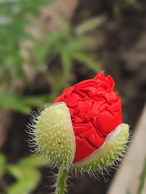 Free Poppy Flower photo and picture