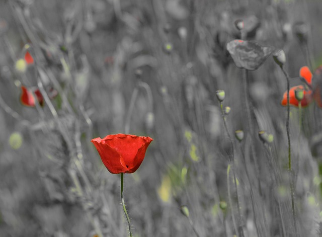 Free Poppy Flower photo and picture