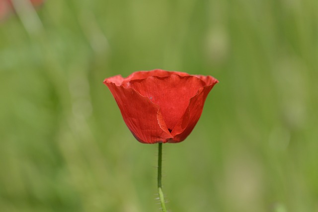 Free Poppy Flower photo and picture