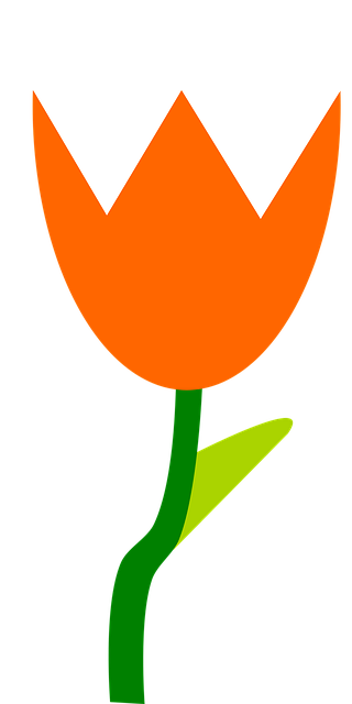 Vară, Lalea, Floare