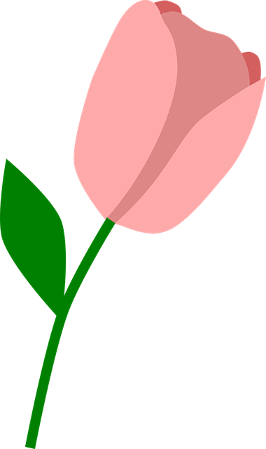 Lalea, Floare, Primăvară, Natură, Petale