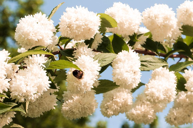 Free Flower Branch photo and picture