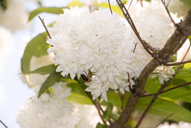 Free Flowers Bee photo and picture