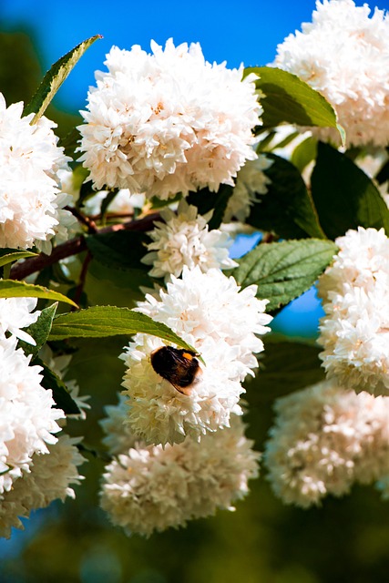 Free Bumblebee Blossom photo and picture