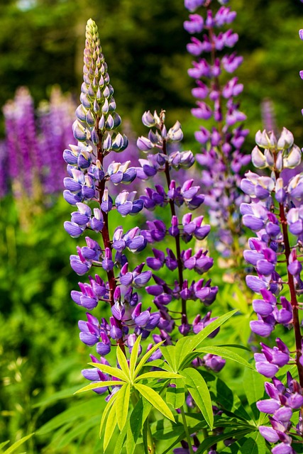 Free Lupine Flower photo and picture