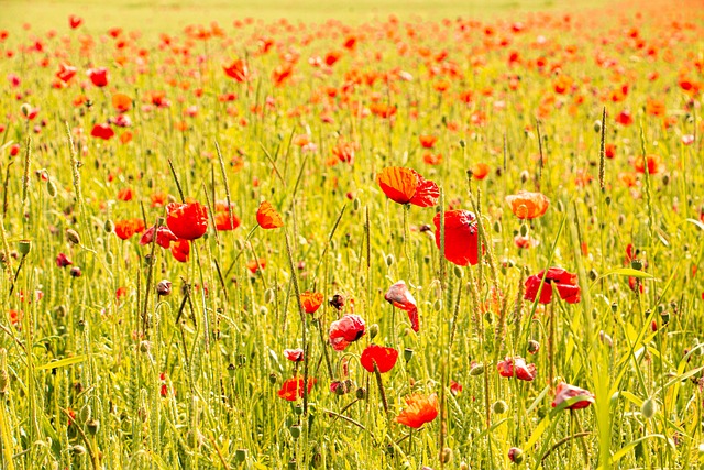 Free Poppy Flower Field photo and picture