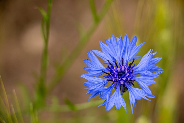 Free Cornflower Flower photo and picture