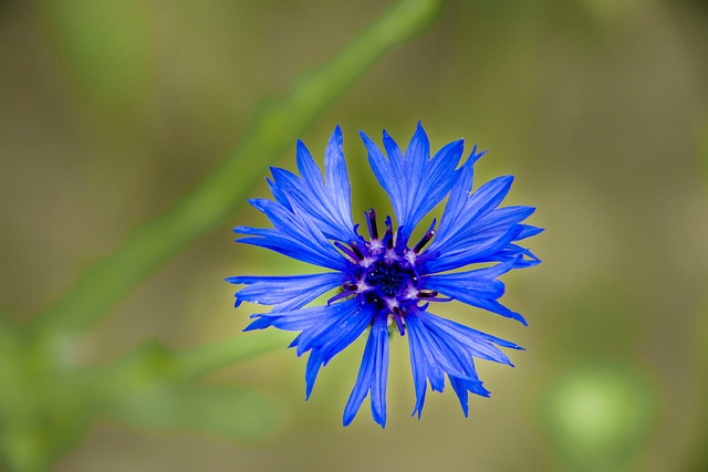 Free Cornflower Flower photo and picture