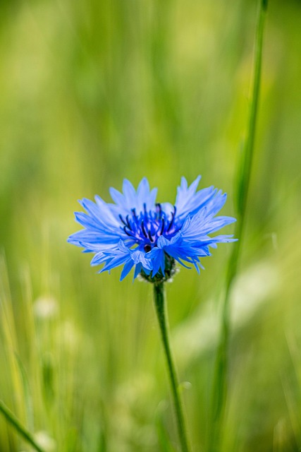 Free Cornflower Flower photo and picture