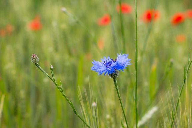 Free Cornflower Flower photo and picture