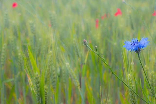 Free Cornflower Flower photo and picture