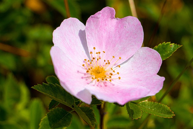 Free Pollen Flower photo and picture
