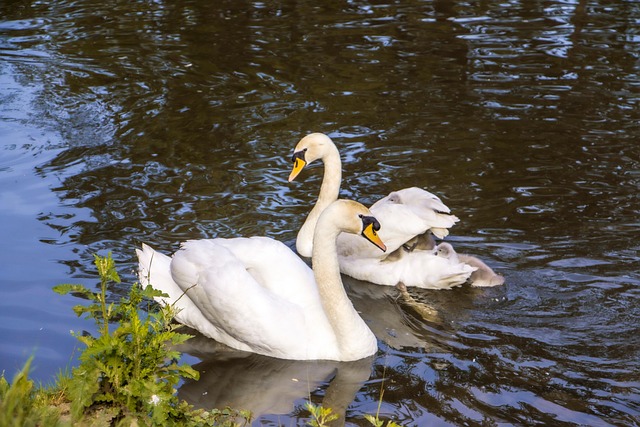 Free Swans Animals photo and picture