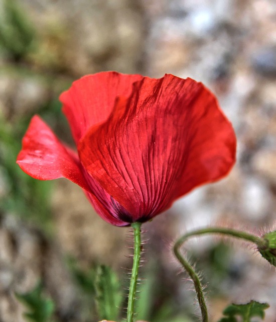 Fritter, Valmue, Blomst, Natur, Eng