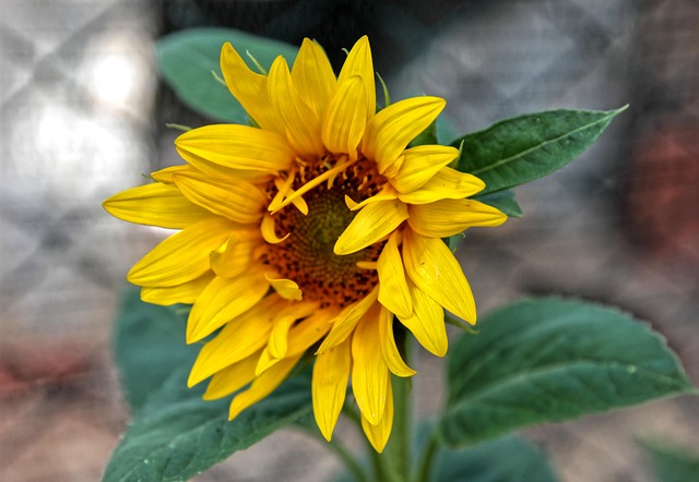 Solsikke, Blomst, Gul Blomst, Kronblade