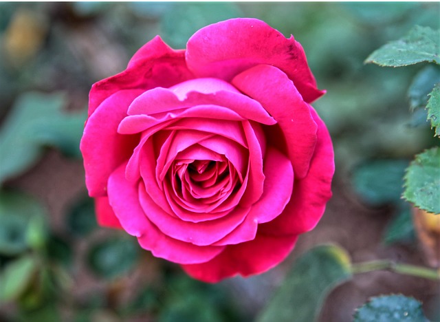 Rose, Blomst, Lyserød Rose
