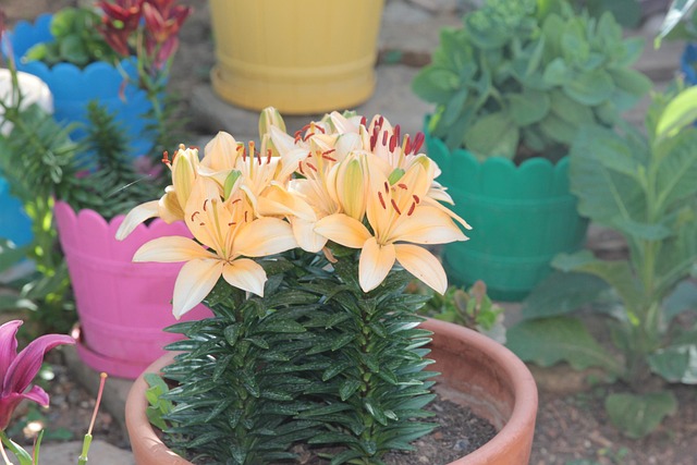 Lilje, Lily, Urt, Blomst, Natur, Flora