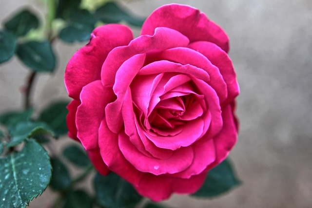 Rose, Blomst, Lyserød Rose