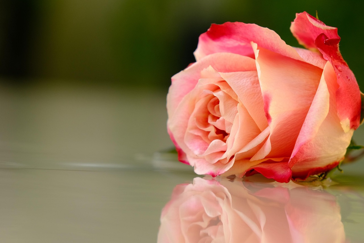 Rose Rasmi Rose Fleur - Photo gratuite sur Pixabay - Pixabay