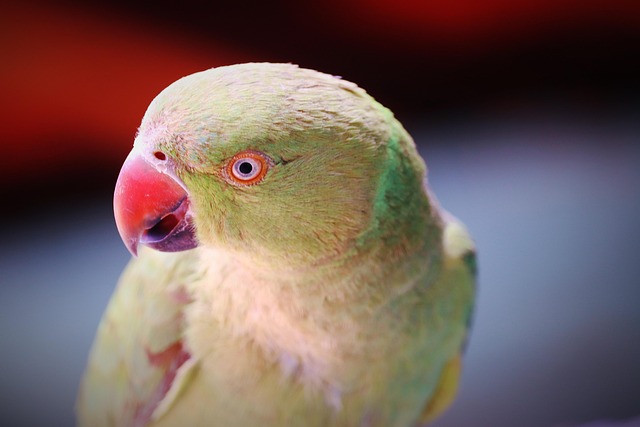 Free Parrot Bird photo and picture