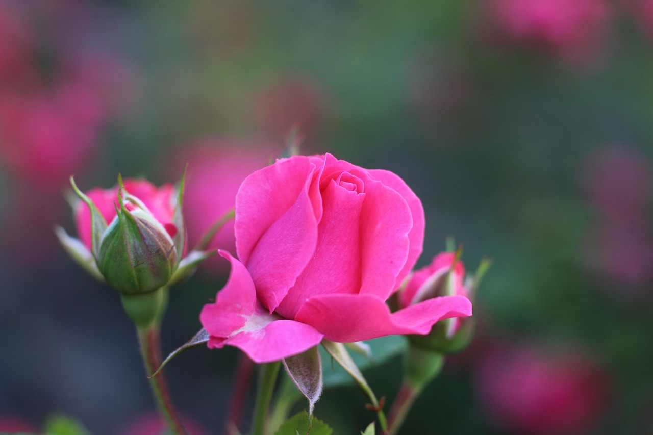 Rosas Flores Cor De Rosa Foto Gratuita No Pixabay Pixabay