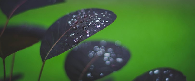 Blume, Blütenblätter, Blätter, Laub