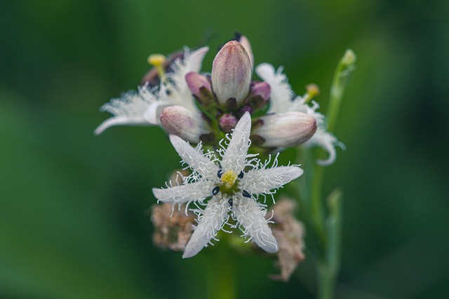 Free Bogbean Flowers photo and picture